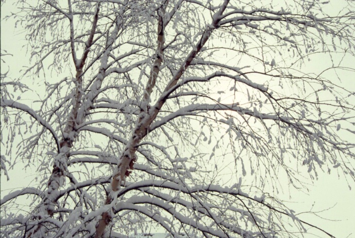 Snow Tree 3 - ID: 640862 © Lamont G. Weide