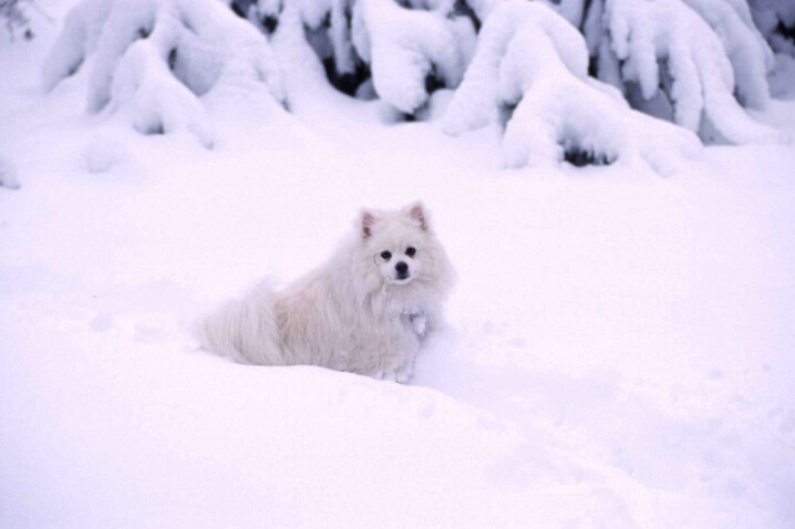 Dog in the snow 1 - ID: 645244 © Lamont G. Weide