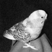 Little Angel