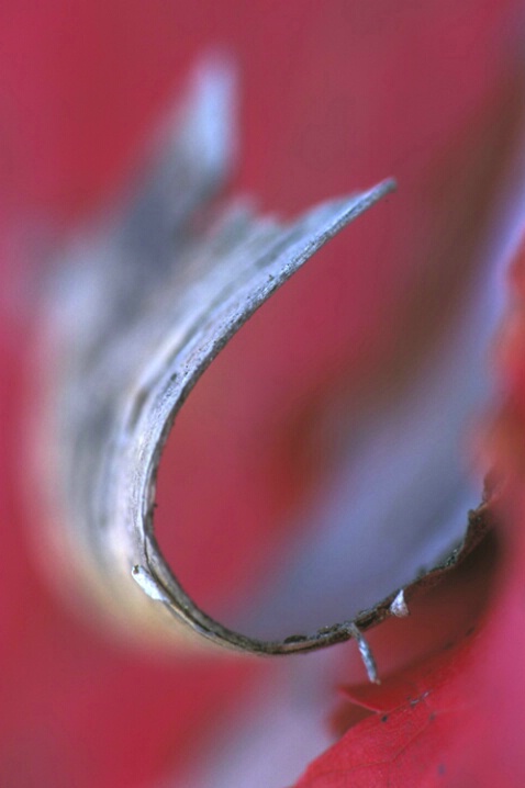TR-001 A Birch Curl - ID: 646851 © Kristina Morgan