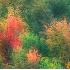 © Kristina Morgan PhotoID# 646852: TR-004 Fall Foliage Montage