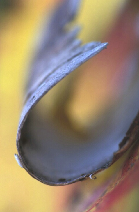 TR-010 Birch Curl #2 - ID: 646853 © Kristina Morgan