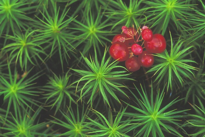 Berries in Moss - ID: 648686 © Kristina Morgan