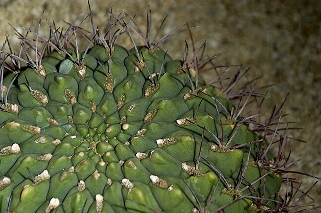 Cactus Using Off-Camera Flash