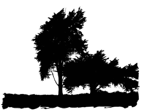Trees in Black and White