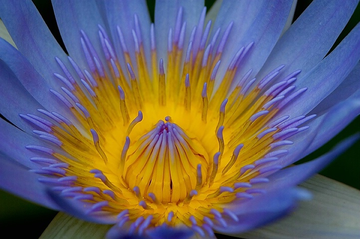 Close up of a Water Lily