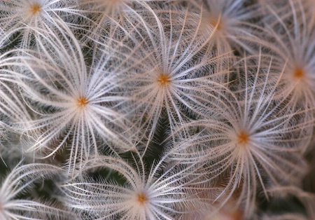 feathery spines
