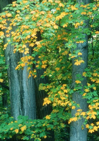 trees_leaves