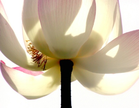 Lotus on White