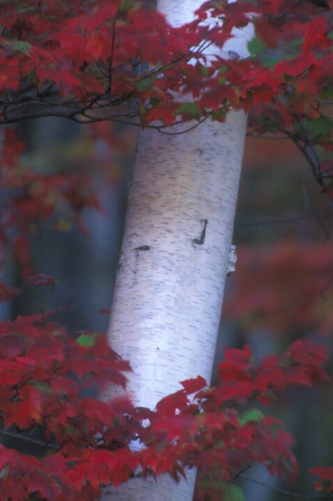 TR-022 Birch & Maple Leaves #1 - ID: 660738 © Kristina Morgan