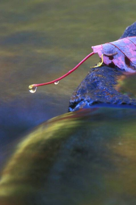 TR-023 Leaf & Reflections #1 - ID: 660739 © Kristina Morgan