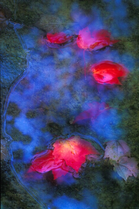 TR-025 Reflection Montage - ID: 660741 © Kristina Morgan