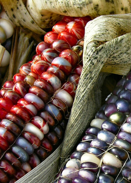 Red corn, blue corn