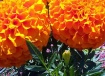 ORANGE POMS
