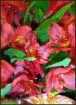 Lilies in Oil