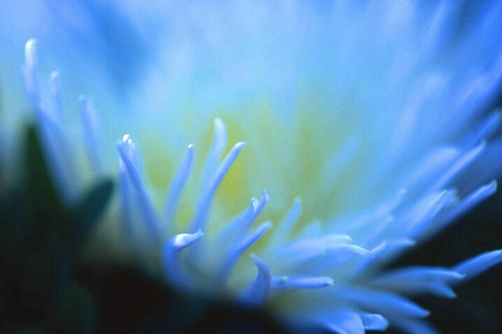 Blue Flower - ID: 691784 © Mary B. McGrath