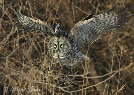 Great Grey Owl