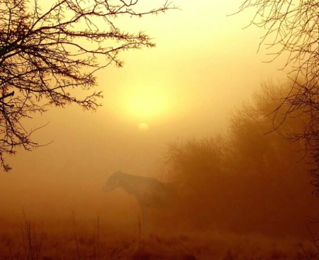 Misty Sunrise