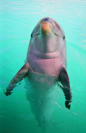 Fatboy in the Bahamas - ID: 714467 © Mary B. McGrath