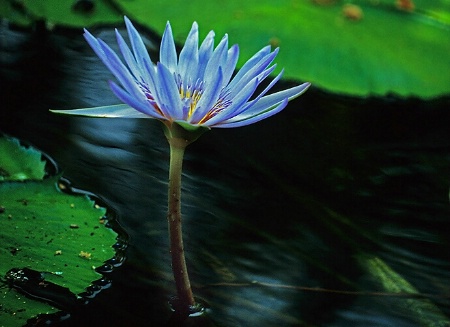 Blue Water Lily