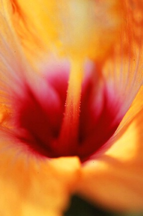 Yellow Bahamian Hibiscus Part 2 - ID: 714870 © Mary B. McGrath