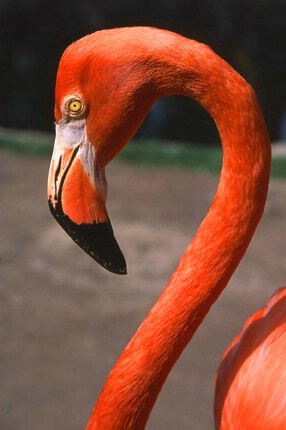  Bahamian Flamingo - ID: 716773 © Mary B. McGrath