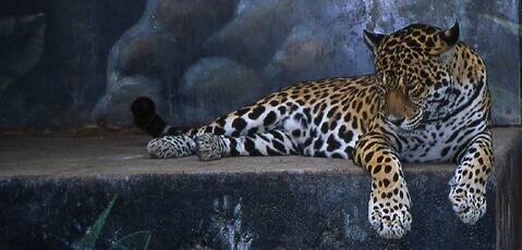 Jaguar at rest - ID: 716792 © Mary B. McGrath