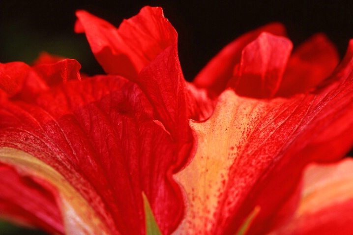 Bahamian Red Flower - ID: 717712 © Mary B. McGrath