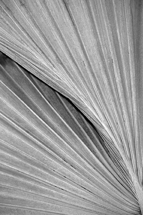 Palm Frond in Black and White - ID: 717725 © Mary B. McGrath
