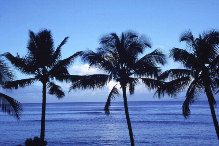 Three Palms at Kahana at Dawn - ID: 718325 © Lamont G. Weide