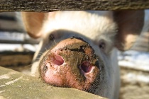 Brown nosed pig