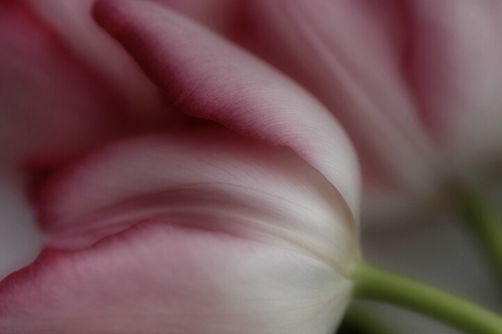 fresh cut tulips