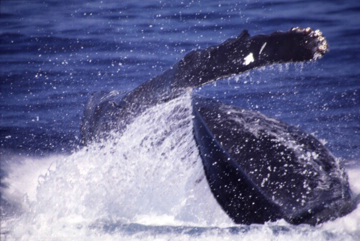 Whale Breaching in Maui - ID: 726868 © Lamont G. Weide