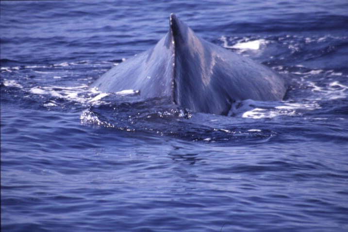 Humpback Whale - ID: 726874 © Lamont G. Weide