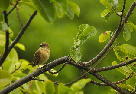 Juvenile Scaly-Breasted Munia