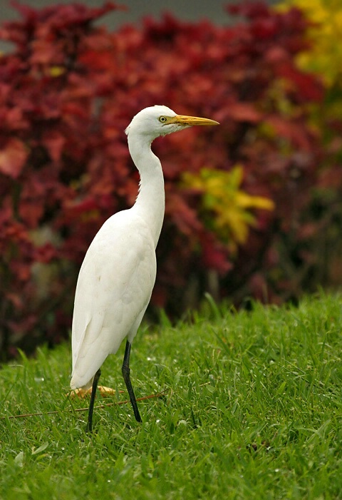 Female Cattle Egret
