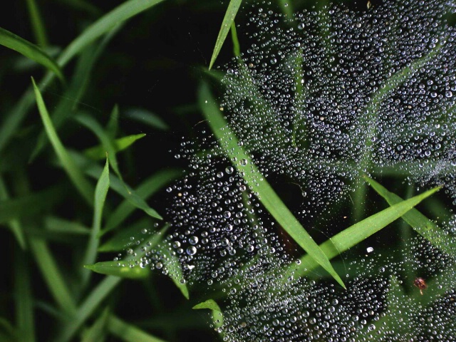 Morning dew on invisible web