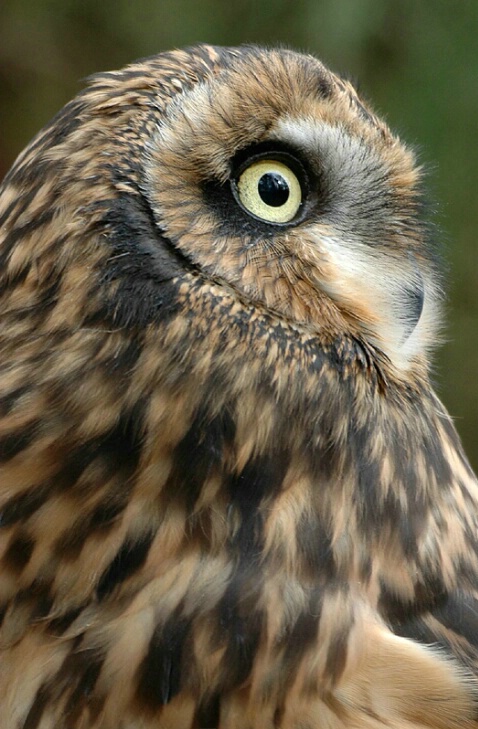 Short-eared Owl Portrait