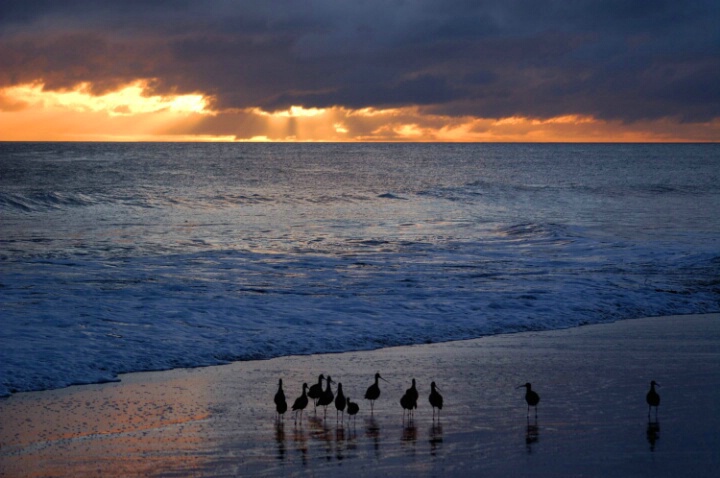 Storm Birds