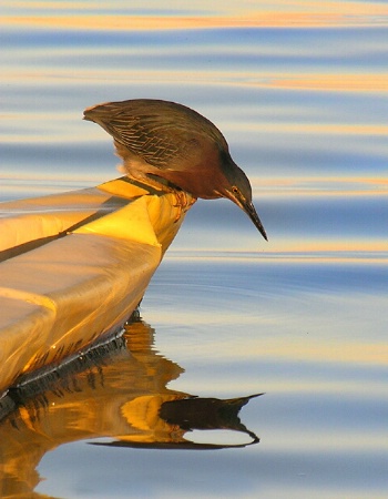 Heron Fishing