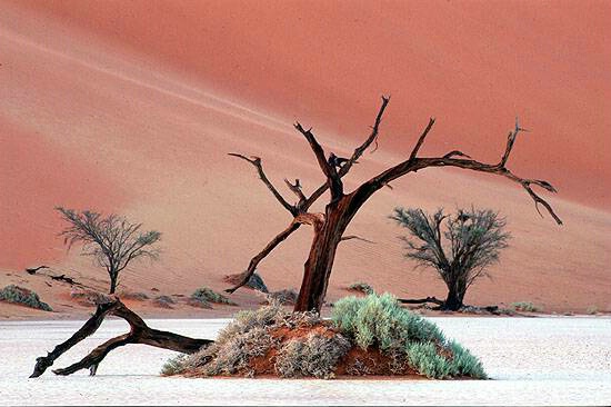 Desert Tree