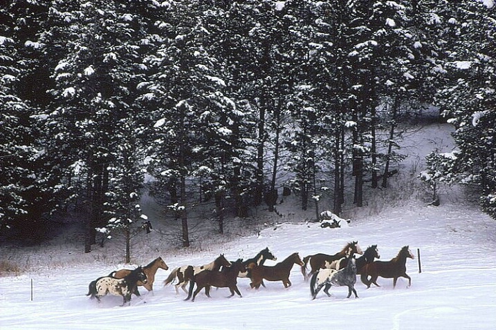 Horses in Snow Country