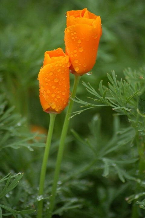 California Poppies