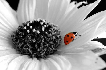 Ladybug in Red