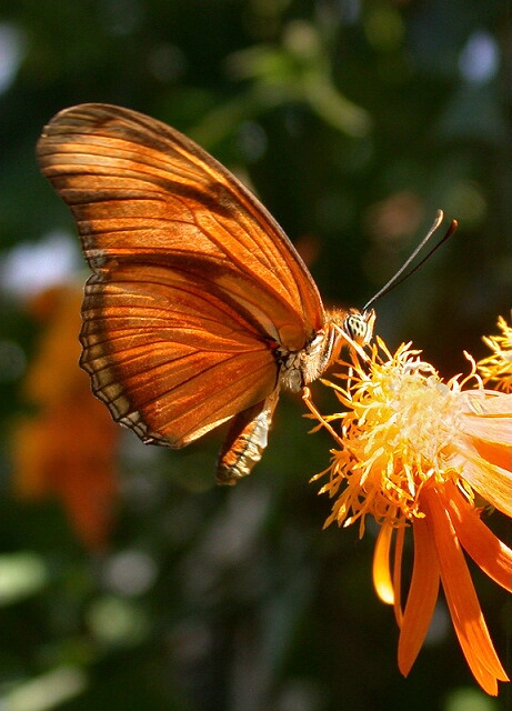 All About Orange