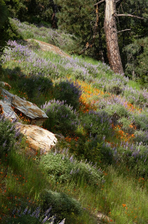 California Wildflowers