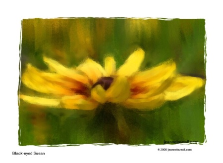 Black-eyed Susan