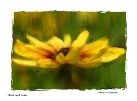 Black-eyed Susan