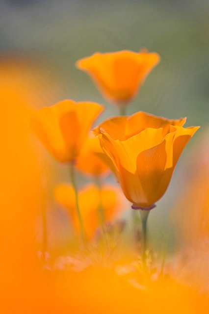 California Poppies