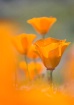 California Poppie...